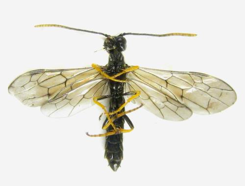 Réf. 306 196 : Cephus nigrinus