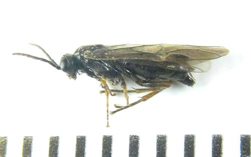 Réf. 306 370 : Euura sp.