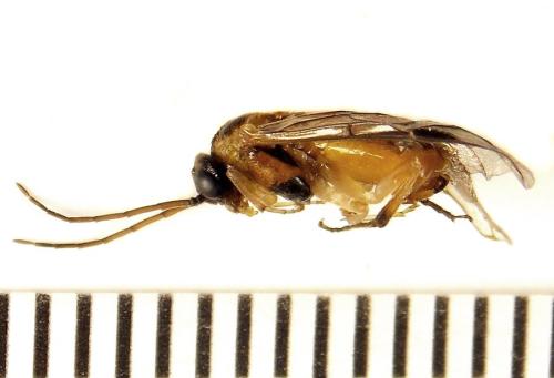 Réf. 306 522 : Euura ribesii
