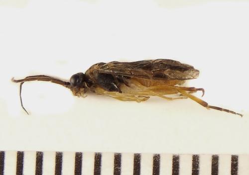 Réf. 306 537 : Euura ribesii