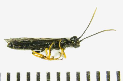 Réf. 306 197 : Cephus nigrinus