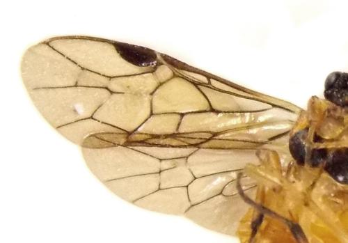 Réf. 306 523 : Euura ribesii