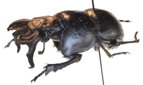 Lethrus elephas