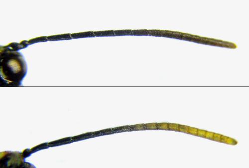 Réf. 306 198 : Cephus nigrinus