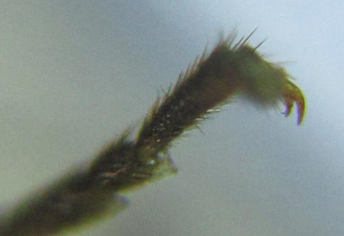 Euura sp.
