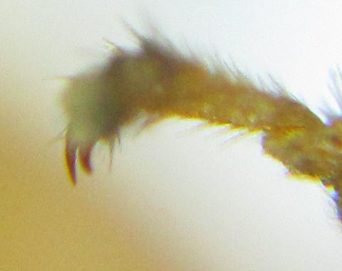 Réf. 306 524 : Euura ribesii