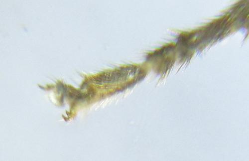 Réf. 306 538 : Euura ribesii