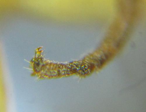 Réf. 306 549 : Euura melanocephala