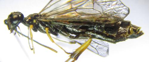 Réf. 306 199 : Cephus nigrinus