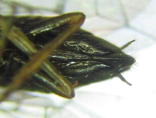 Réf. 306 372 : Euura sp.