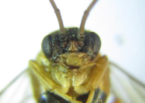 Réf. 306 525 : Euura ribesii
