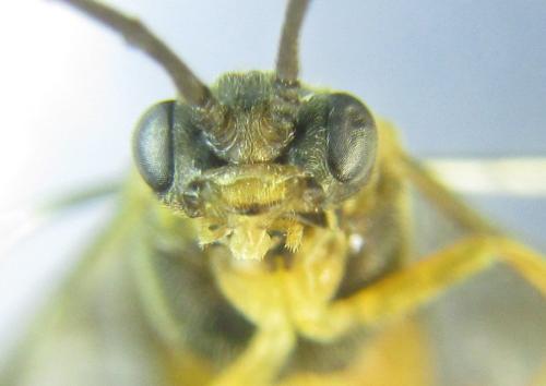 Réf. 306 539 : Euura ribesii