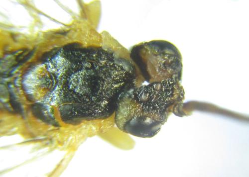 Réf. 306 550 : Euura melanocephala