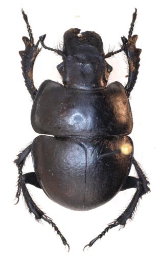 Lethrus elephas