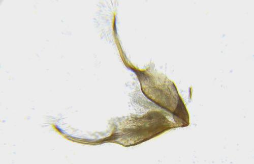 Réf. 306 200 : Cephus nigrinus