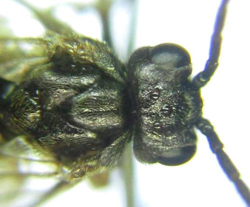 Réf. 306 373 : Euura sp.