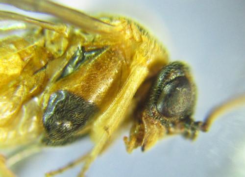 Réf. 306 526 : Euura ribesii