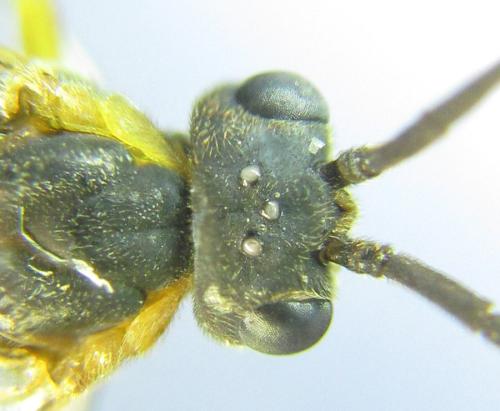 Réf. 306 540 : Euura ribesii