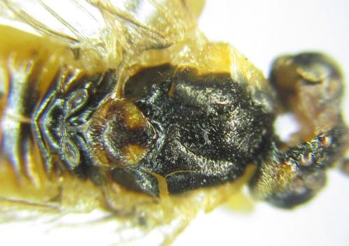 Réf. 306 551 : Euura melanocephala