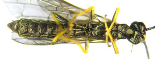 Réf. 306 201 : Cephus nigrinus