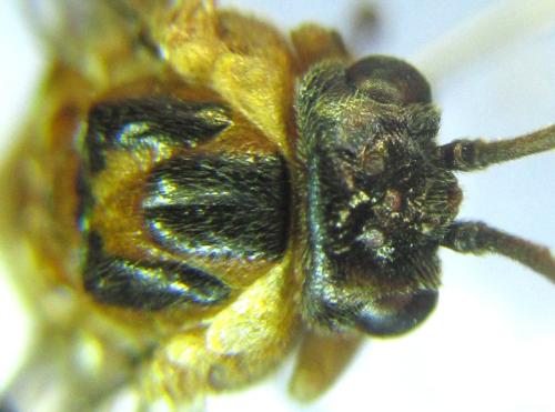 Réf. 306 527 : Euura ribesii