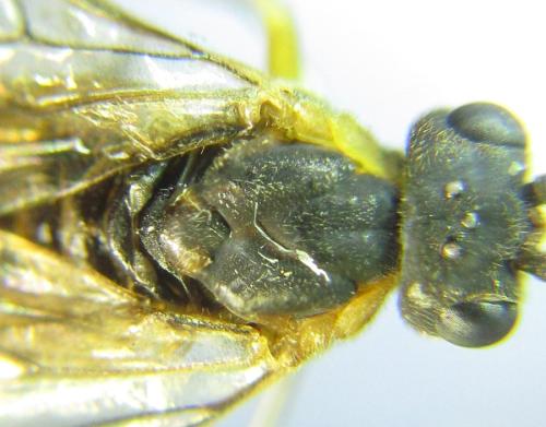 Réf. 306 541 : Euura ribesii