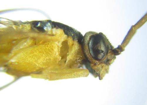 Réf. 306 552 : Euura melanocephala