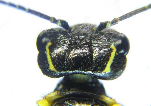 Pamphilius balteatus