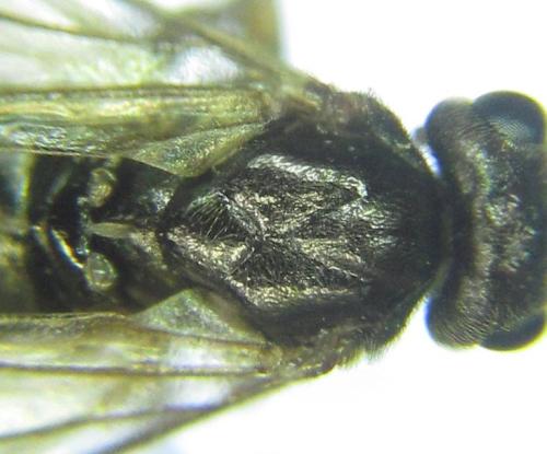 Réf. 306 374 : Euura sp.
