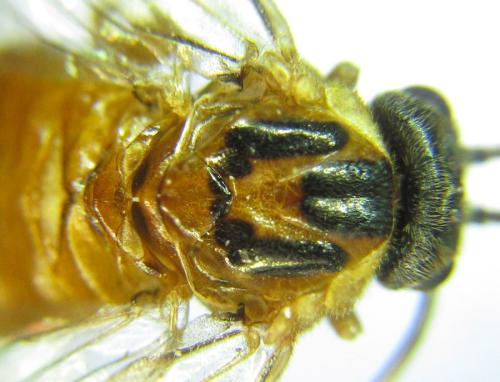 Réf. 306 528 : Euura ribesii