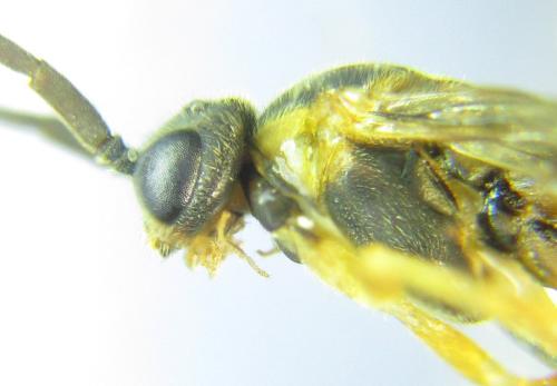 Réf. 306 542 : Euura ribesii