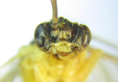 Réf. 306 553 : Euura melanocephala
