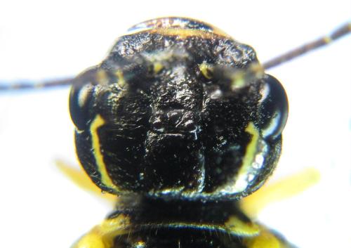 Pamphilius balteatus
