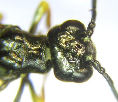 Réf. 306 203 : Cephus nigrinus