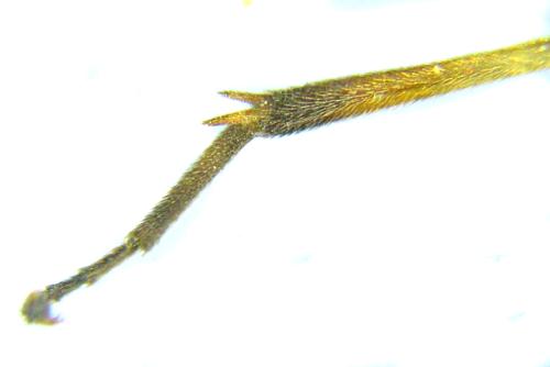 Réf. 306 529 : Euura ribesii