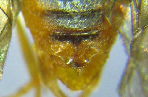 Réf. 306 543 : Euura ribesii