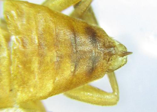 Réf. 306 554 : Euura melanocephala