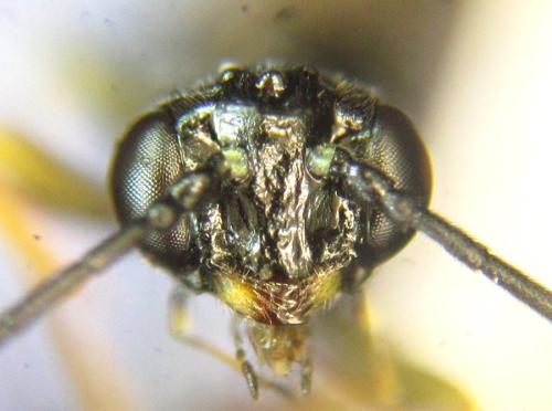 Réf. 306 204 : Cephus nigrinus