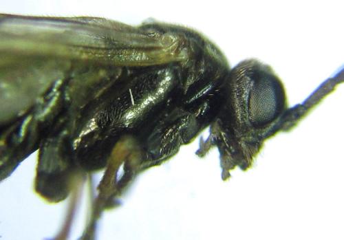 Réf. 306 377 : Euura sp.