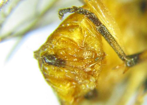 Réf. 306 530 : Euura ribesii