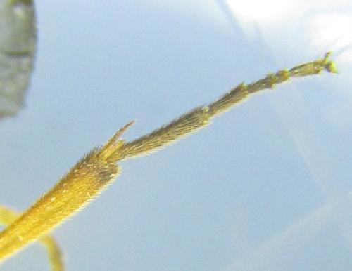 Euura ribesii
