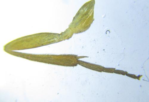 Réf. 306 555 : Euura melanocephala