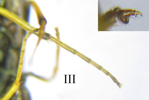 Réf. 306 205 : Cephus nigrinus