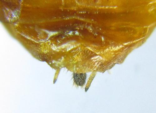 Réf. 306 531 : Euura ribesii