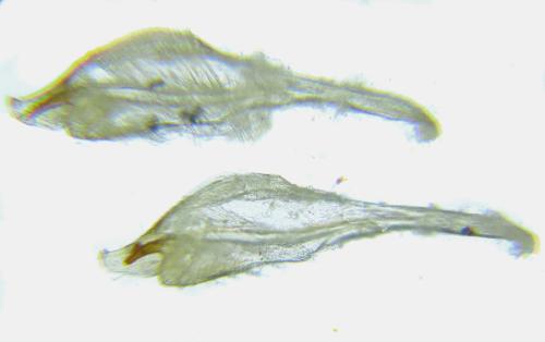 Euura ribesii