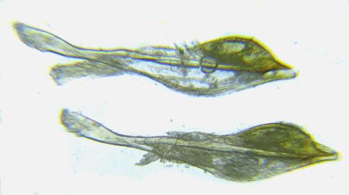 Réf. 306 556 : Euura melanocephala