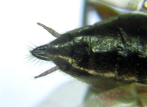 Réf. 306 379 : Euura sp.