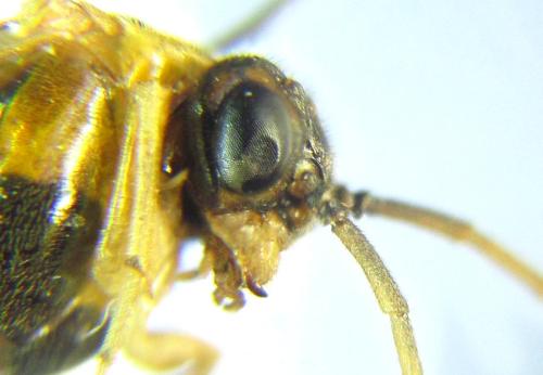 Réf. 306 532 : Euura ribesii