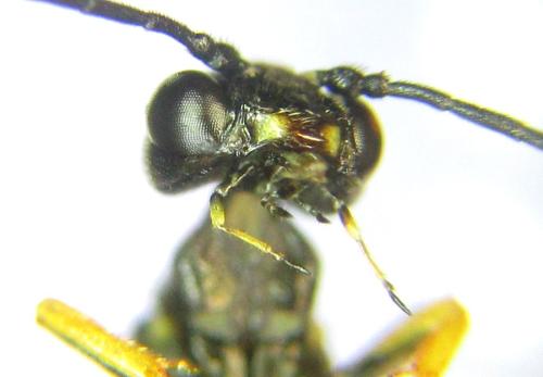 Réf. 306 207 : Cephus nigrinus