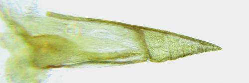 Réf. 306 533 : Euura ribesii
